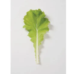 Tokyo Bekana -Seed & Root Sales Store 02251 02 tokyobekana