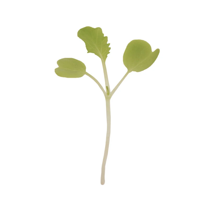 Chinese Cabbage, Tokyo Bekana 1 Chinese Cabbage, Tokyo Bekana