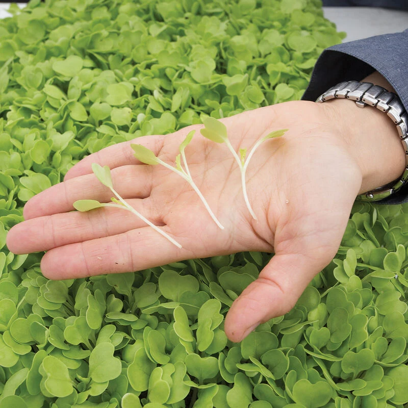 Chinese Cabbage, Tokyo Bekana 2 Chinese Cabbage, Tokyo Bekana - Image 2