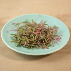 Purslane, Red Gruner -Seed & Root Sales Store 02257m 03 grunermicro