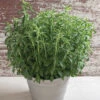 Stevia
