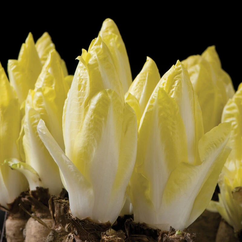 Totem 2 Totem - Image 2