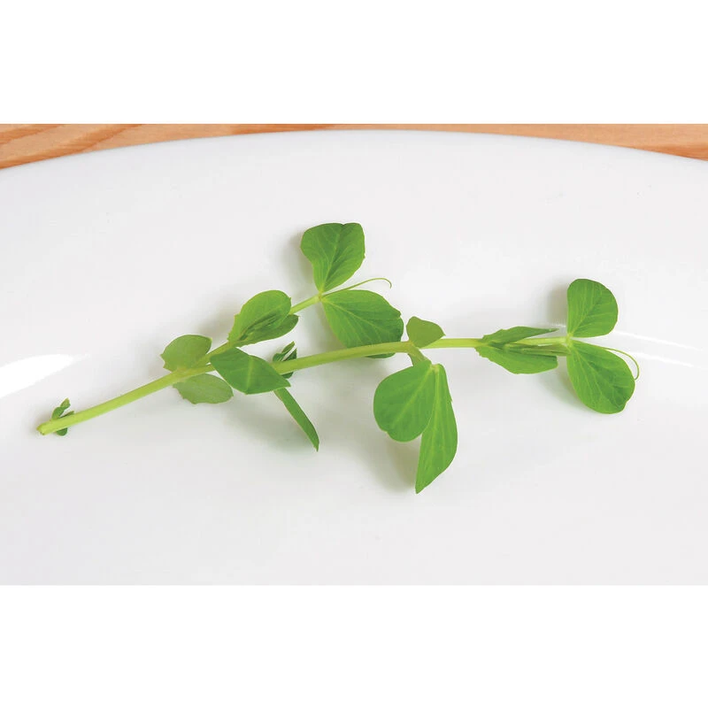 Field Peas (Maxum) 2 Field Peas (Maxum) - Image 2