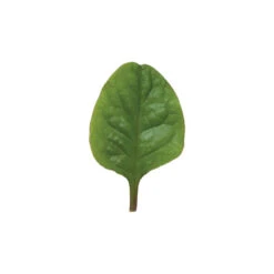 Red Malabar Spinach -Seed & Root Sales Store 02437 04 redmalabar