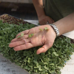 Radish, Hong Vit -Seed & Root Sales Store 02461m 02 hong vit