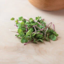 Radish, Hong Vit -Seed & Root Sales Store 02461m 04 hong vit