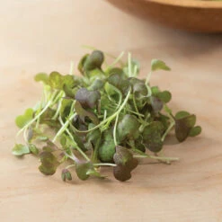 Mustard, Scarlet Frills