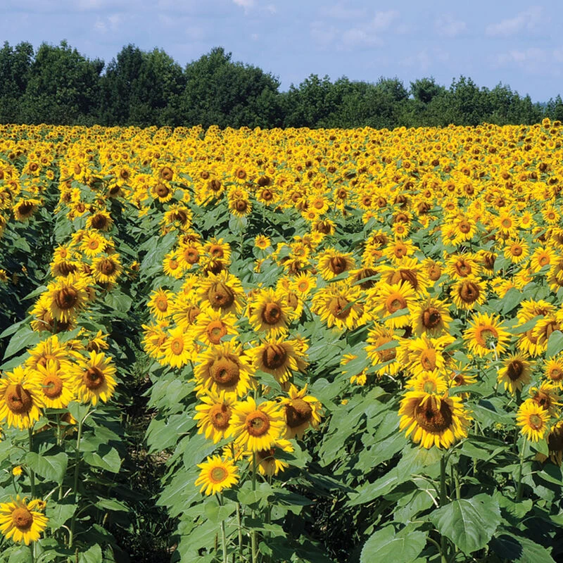 Royal Hybrid® 1121 Sunflower 1 Royal Hybrid® 1121 Sunflower