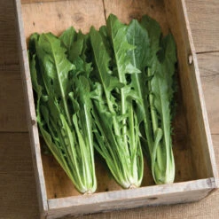 Clio -Seed & Root Sales Store 02634 01 clio