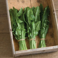 Clio -Seed & Root Sales Store 02634 02 clio