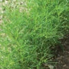 Saltwort