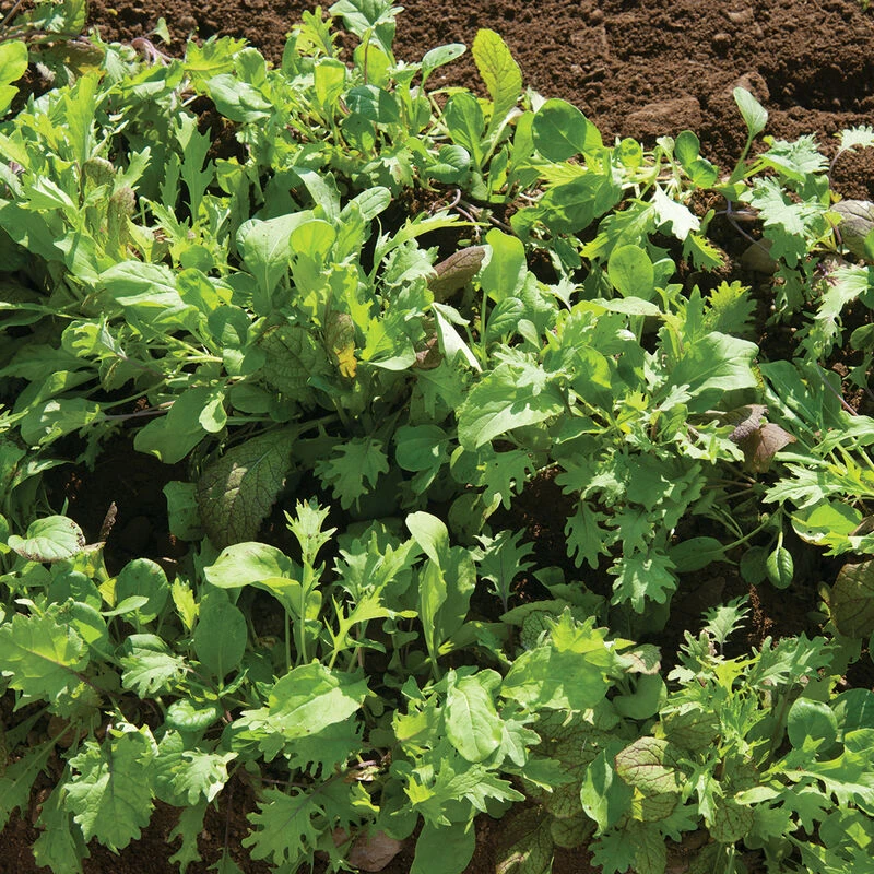 Ovation Greens Mix 2 Ovation Greens Mix - Image 2