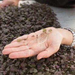 Mustard, Ruby Streaks -Seed & Root Sales Store 02740m 02 rubystreaksmicro