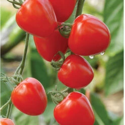 Tomatoberry Garden -Seed & Root Sales Store 02760 01 tomato berry