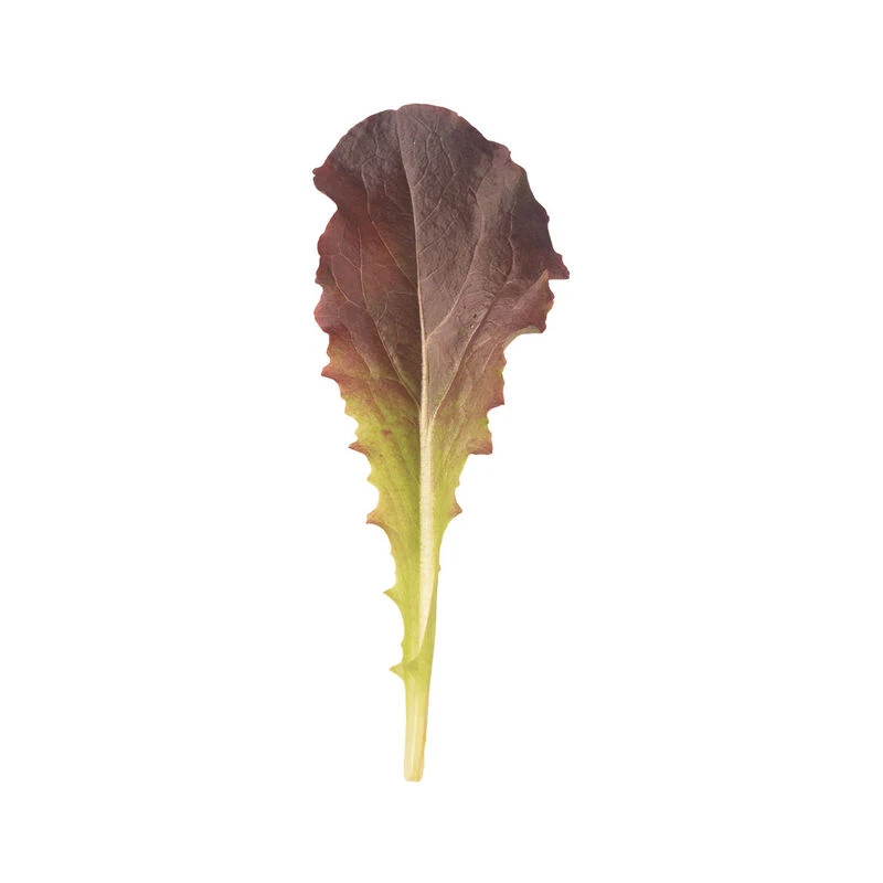 Annapolis 1 Annapolis