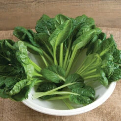 Tatsoi -Seed & Root Sales Store 02897 01 tatsoi