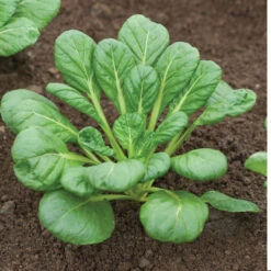 Tatsoi -Seed & Root Sales Store 02897 05 tatsoi