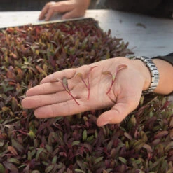 Beet, Bull's Blood 5 Beet, Bull's Blood -Seed & Root Sales Store 02912m 02 bulls blood