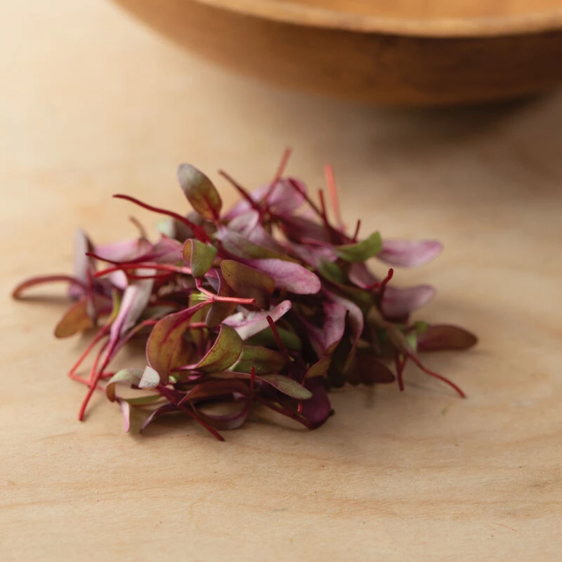 Beet, Bull's Blood 1 Beet, Bull's Blood