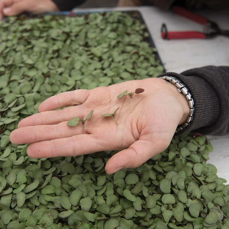 Shiso, Britton 3 Shiso, Britton - Image 3