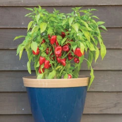 Lunchbox Red 5 Lunchbox Red -Seed & Root Sales Store 03032g 03 lunchboxred