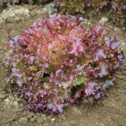 Salanova® Red Incised -Seed & Root Sales Store 03053jp 03 redincisedleaffieldhorz