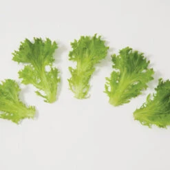 Salanova® Green Sweet Crisp -Seed & Root Sales Store 03054jp 03 greensweetcrispfriseeleafgroup