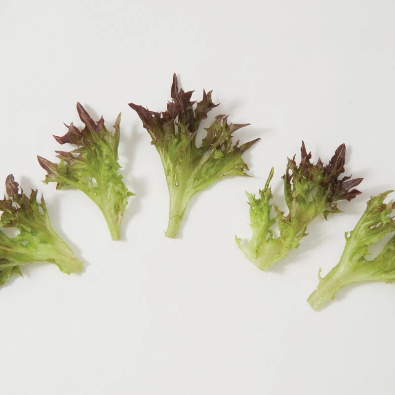 Salanova® Red Sweet Crisp 2 Salanova® Red Sweet Crisp - Image 2