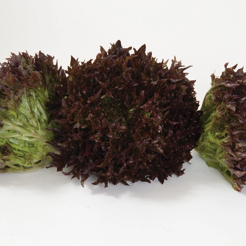 Salanova® Red Sweet Crisp 3 Salanova® Red Sweet Crisp - Image 3