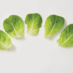 Salanova® Green Butter -Seed & Root Sales Store 03056jp 03 greenmultileafbutterleafgroup