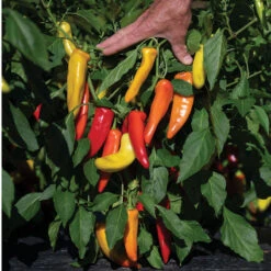 Hungarian Hot Wax 5 Hungarian Hot Wax -Seed & Root Sales Store 03092g 03 hungarianhotwax