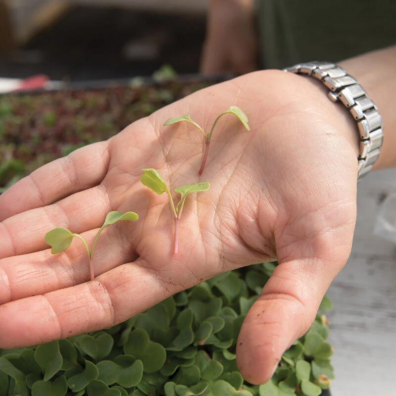 Radish, Red Arrow 2 Radish, Red Arrow - Image 2