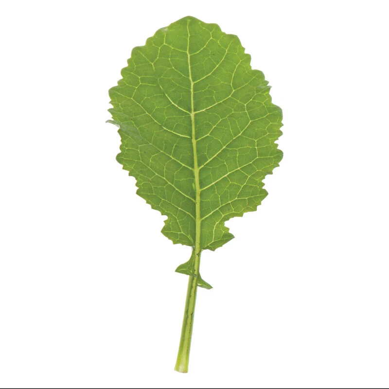 Amara 2 Amara - Image 2