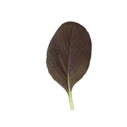 Rosie -Seed & Root Sales Store 03159 04 rosie