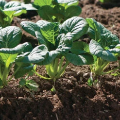 Koji 9 Koji -Seed & Root Sales Store 03191 01 koji