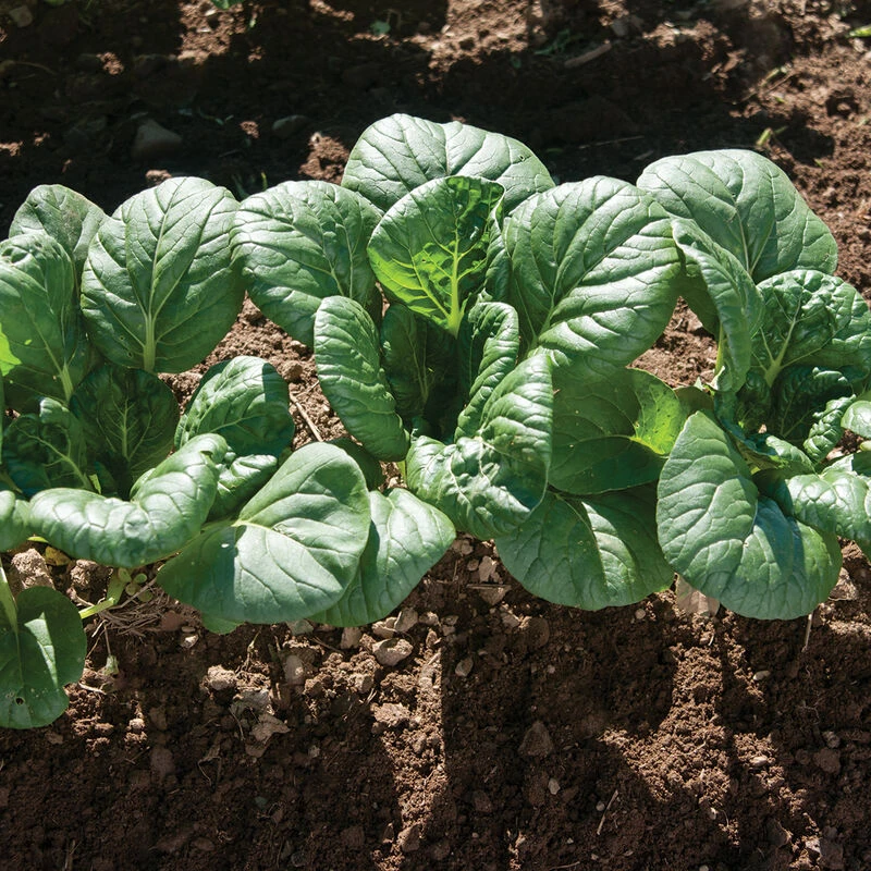 Koji 5 Koji - Image 5