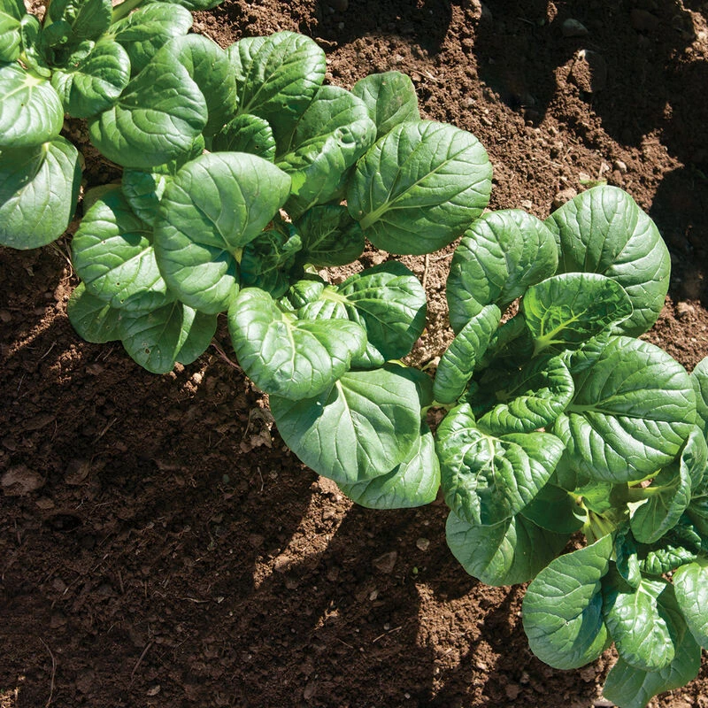 Koji 6 Koji - Image 6