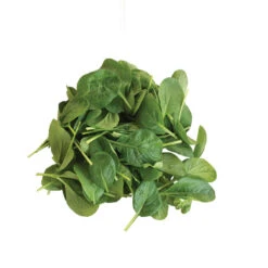 Koji 8 Koji -Seed & Root Sales Store 03191 05 koji