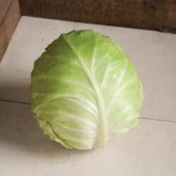 Primo Vantage -Seed & Root Sales Store 03231 03 primovantage