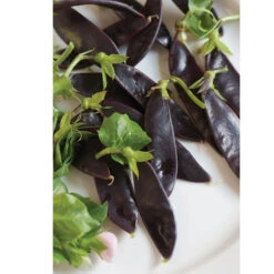 Royal Snow 5 Royal Snow -Seed & Root Sales Store 03242 03 royalsnow