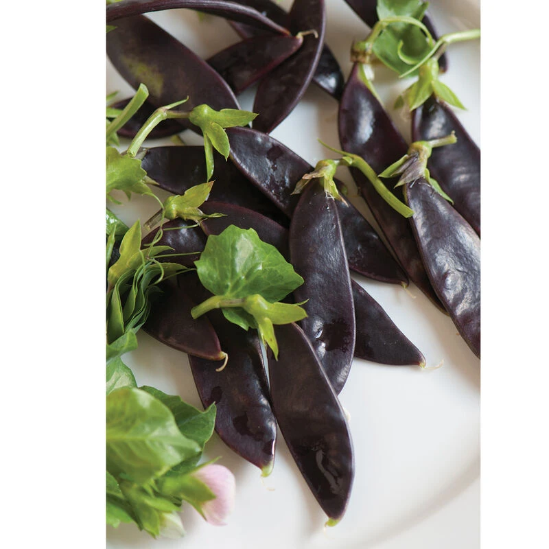 Royal Snow 3 Royal Snow - Image 3