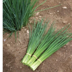 Dolores -Seed & Root Sales Store 03290 03 dolores