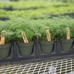 Teddy -Seed & Root Sales Store 03293 03 teddy