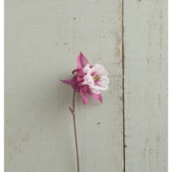 Pink Petticoat 5 Pink Petticoat -Seed & Root Sales Store 03296 02 pink petticoat