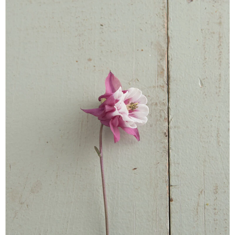 Pink Petticoat 3 Pink Petticoat - Image 3