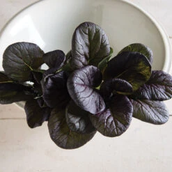 Red Cloud -Seed & Root Sales Store 03341 01 redcloud