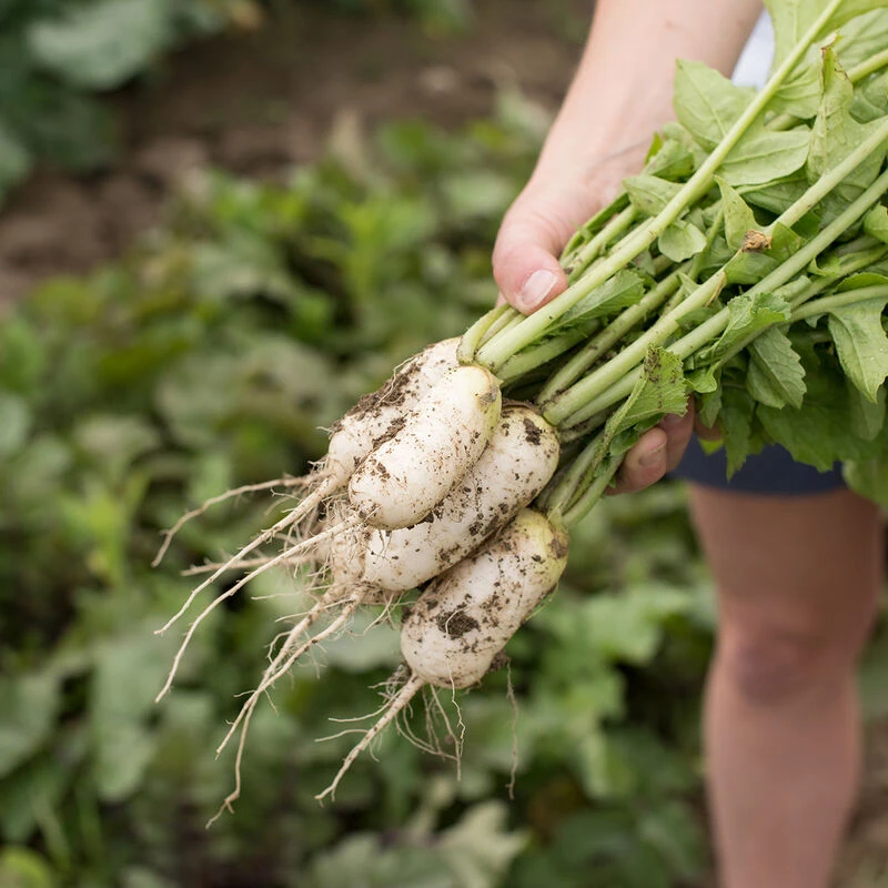 Mini Mak 2 Mini Mak - Image 2