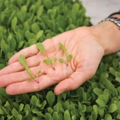 Dandelion, Red -Seed & Root Sales Store 03357m 02 red dandilion