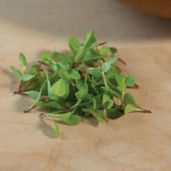 Dandelion, Red -Seed & Root Sales Store 03357m 04 red dandilion