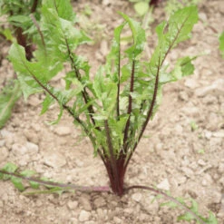 Italiko Red 8 Italiko Red -Seed & Root Sales Store 03358 01 italiko red